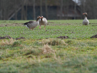  close up of gray geese standing on the field