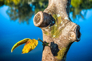tree mutilation, environmental degradation in Brazil