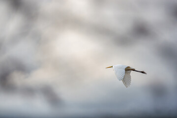 close up of a white egret flying in the cloudy sky