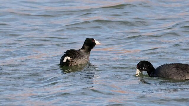 Close up shot of Eurasian coot swimming in the lake