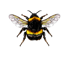Bumblebee from a splash of watercolor, colored drawing, realistic. Vector illustration of paints