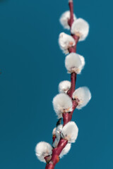 White willow flowers on a sky background.