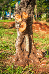tree mutilation, environmental degradation in Brazil