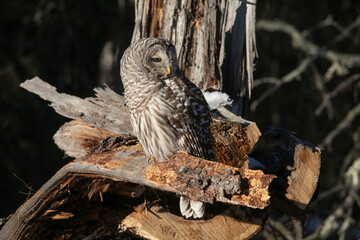 Barred Owl