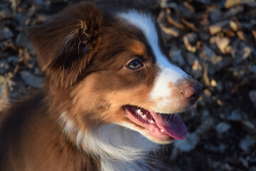 australian shepherd dog on the walk