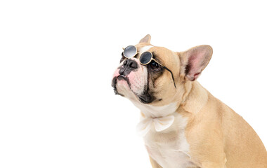 Fototapeta premium Cute french bulldog wear sun glasses and white bow tie isolated