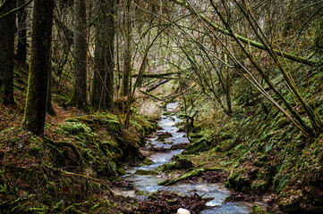 Fototapeta na wymiar A small stream flows through the cold, dreamy forest during winter.