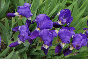 blue and purple colored iris flowers