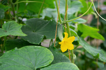 Fototapeta premium young shoot, Yellow cucumber flower, sprout