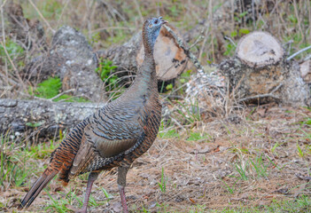 A Female, Florida Wild Turkey roaming and feeding in Wekiwa Springs State Park, Apopka, Seminole County, Florida 