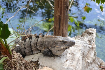 Gros plan d'un Iguane sauvage au Mexique