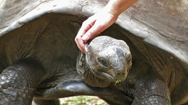 The Aldabra giant tortoise (Aldabrachelys gigantea) on Curieuse island (the site of a successful wild tortoise conservation program) of Praslin island in the Seychelles