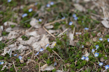 shepherd's purse, one of the wild vegetables representing early spring