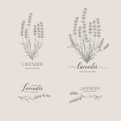 Lavender logo and branch. Hand drawn wedding herb, plant and monogram for invitation, save the date, card design. Botanical rustic trendy greenery vector illustration.