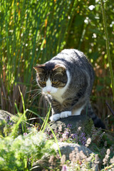 Eine Katze im Garten auf der Jagd