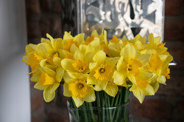 daffodils in a vase