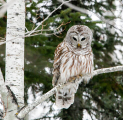 Barred Owl