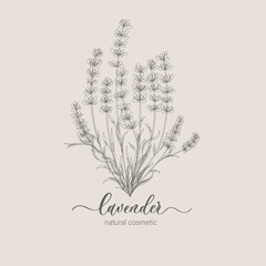 Lavender logo and branch. Hand drawn wedding herb, plant and monogram for invitation, save the date, card design. Botanical rustic trendy greenery vector illustration.