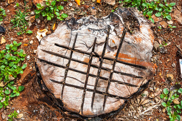 tree mutilation, environmental degradation in Brazil