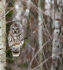 Barred Owl