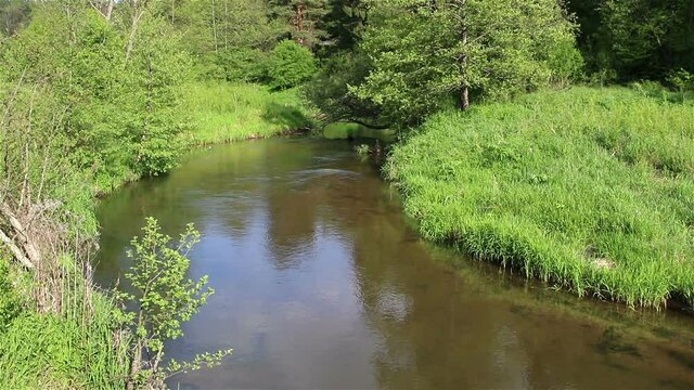 The forest river, current of water in the forest river, Isloch, Belarus