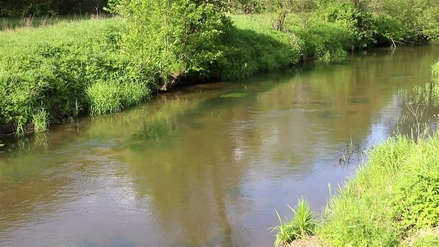 The forest river, current of water in the forest river, Isloch, Belarus
