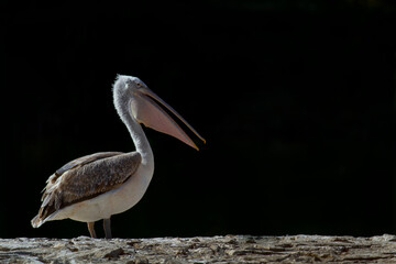 pelican on the beach