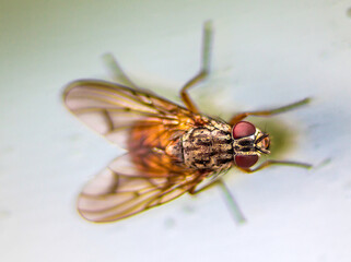 Fliege