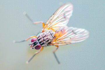 Fliege