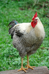 Rooster