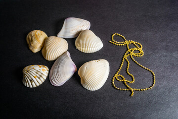 Natural Sea Shell and Gold Chain On Black Background Wallpaper Image Beautiful Abstract Scenario Image