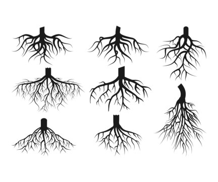 Roots SVG, Roots SVG Bundle, Tree Roots SVG, Family Tree Svg, Roots Vector, Roots Clipart, Roots Silhouette Svg, Cricut Cut Files, Svg ,Png
