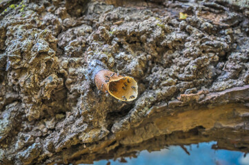 Stingless Bees hive in the old wooden