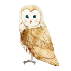 Watercolor illustration of the owl on white background 