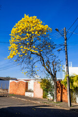 tree mutilation, environmental degradation in Brazil