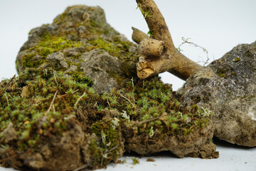 Composition of moss, stones and dry branches on white background