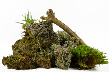 Rocks overgrown with moss next to the driftwood. Several types of green moss. Composition for decoration of a terrarium on a white background
