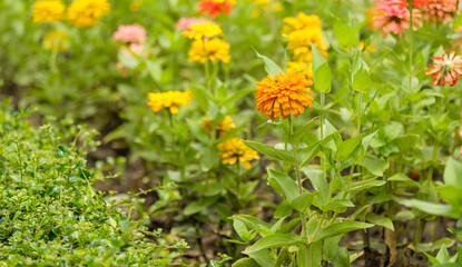 Closeup of red and pink flowers of Zinnia flowers are in full blooming, selective foucs