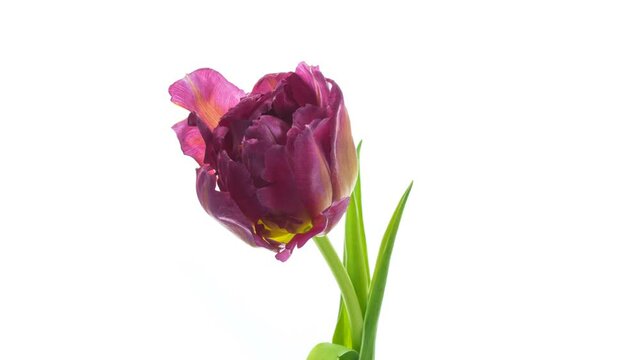 Beautiful large colourful tulip blooming. Timelapse of bright, yellow and red striped tulip flower opening on white background close up. 4K