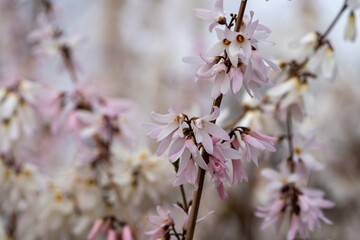 Abeliophyllum distichum flowers that just bloomed in early spring