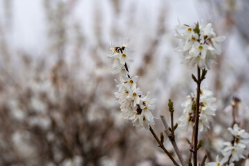 Abeliophyllum distichum flowers that just bloomed in early spring