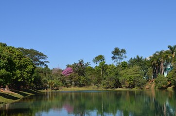 Flores plantas e arvores