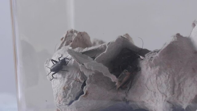 Two-spotted crickets crawl on the bank. Food for domestic reptiles. Video.