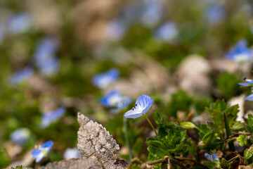 Veronica persica in bloom in sunny fields in early spring