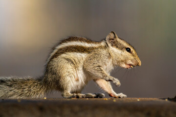 Indian palm squirrel