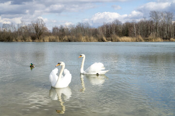 Two white swans (Cygnus olor) and male mallard (anas platyrhynchos) on the water with birch forest and blue sky with white and dark clouds in background. Early spring landscape in Poland, Europe.