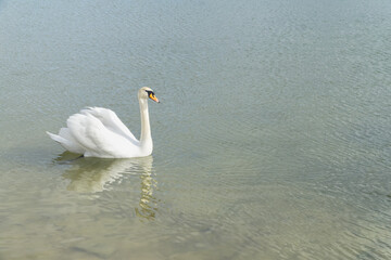 Lonely white swan (Cygnus olor) on the rippled water. Sunny spring day. Natural background with copy space.