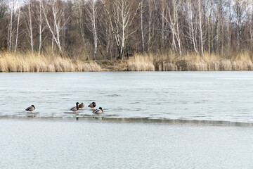 Winter or early spring landscape with frozen water and forest in Poland, Europe. Group of mallards on the melting ice sheet covering the lake or pond.