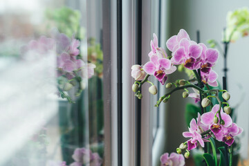 Phalaenopsis orchid on the windowsill. Gardening at home. Place for text. Selective focus