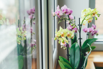 Phalaenopsis orchid on the windowsill. Gardening at home. Place for text. Selective focus